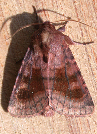 Bronzed Cutworm